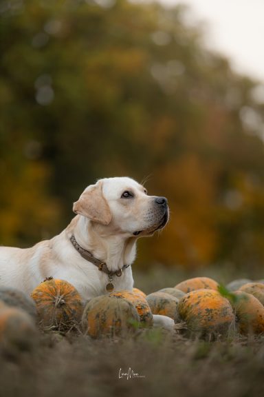 Herbst
